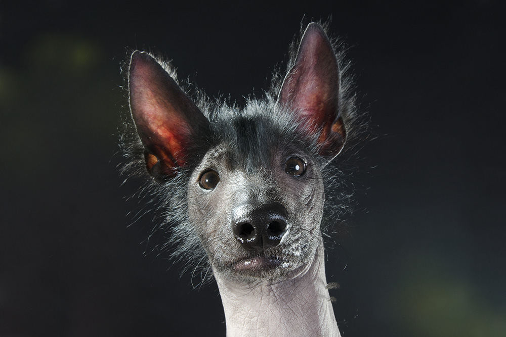 8 amazing hairless dogs