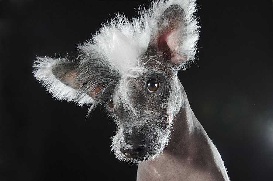 8 amazing hairless dogs