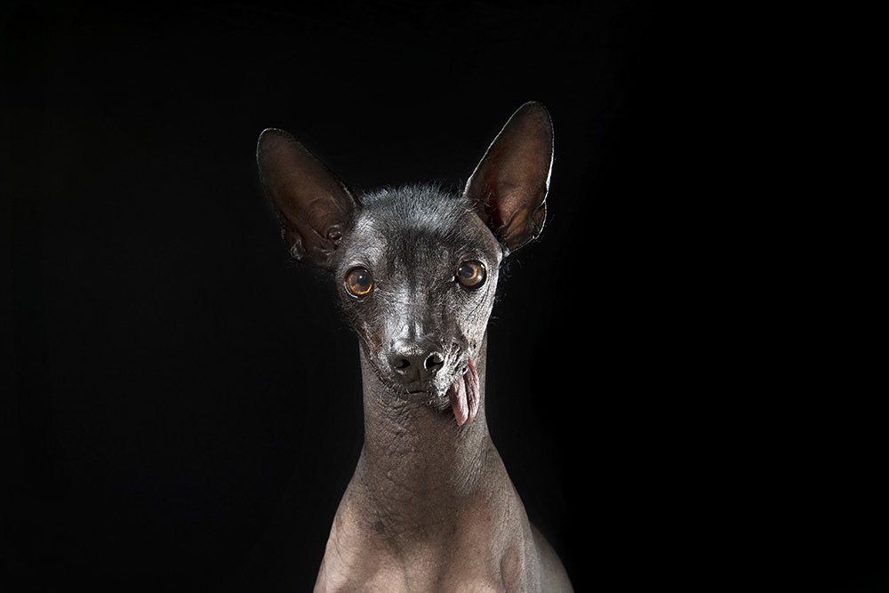 8 amazing hairless dogs