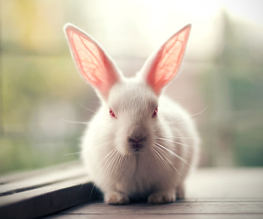 Portrait of an adorable rabbits