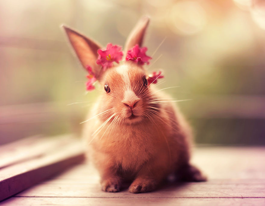 Portrait of an adorable rabbits