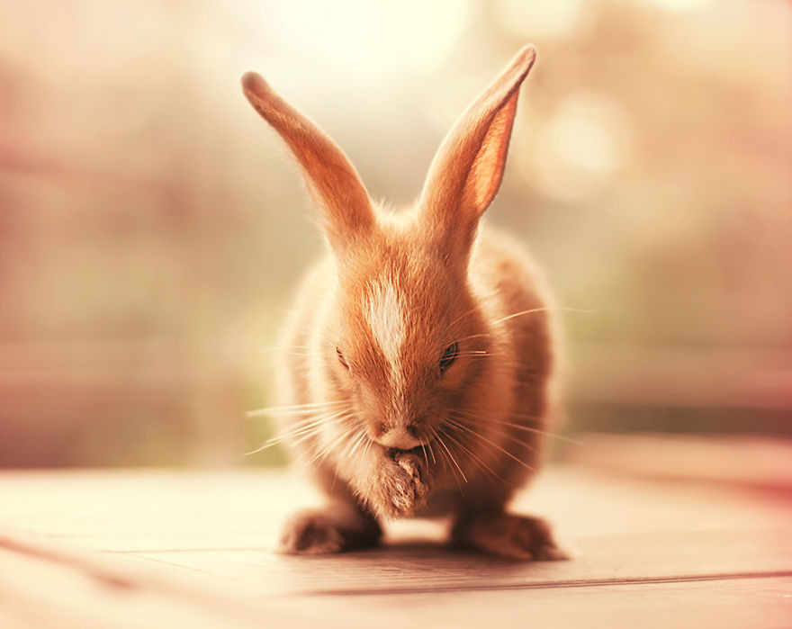 Portrait of an adorable rabbits