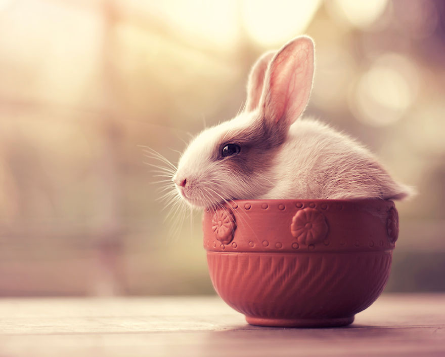 Portrait of an adorable rabbits