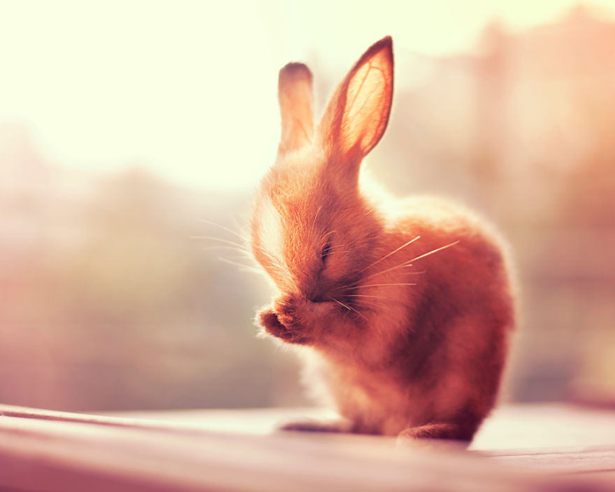 Portrait of an adorable rabbits