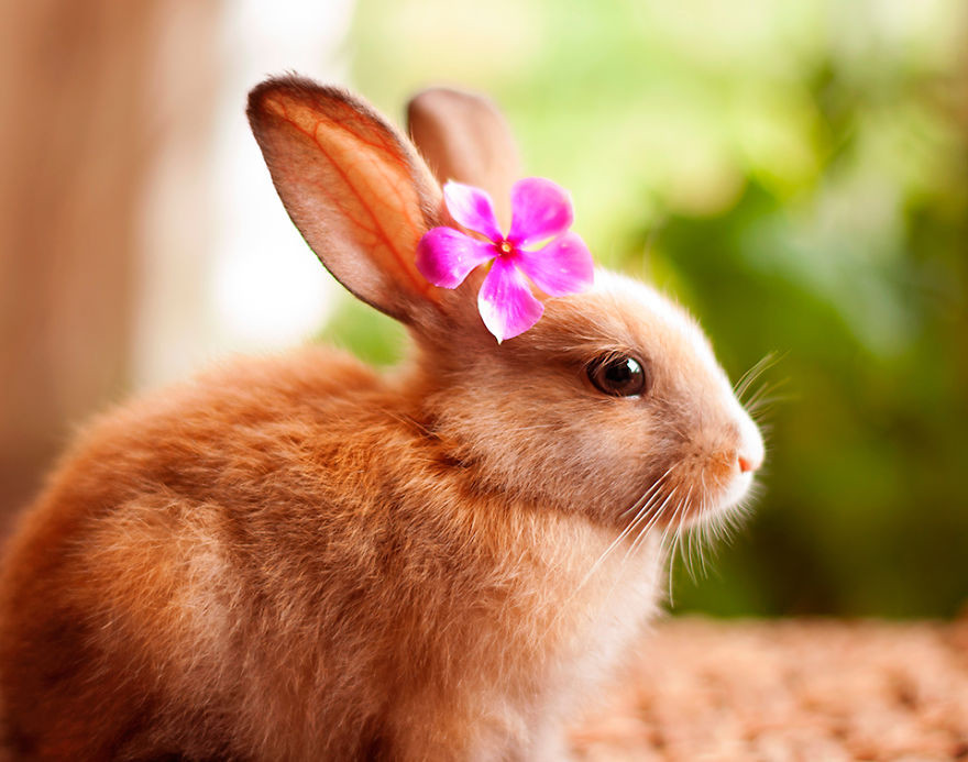 Portrait of an adorable rabbits