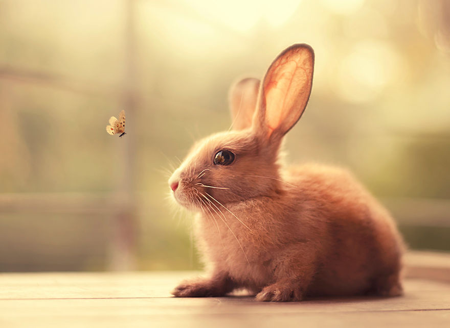 Portrait of an adorable rabbits