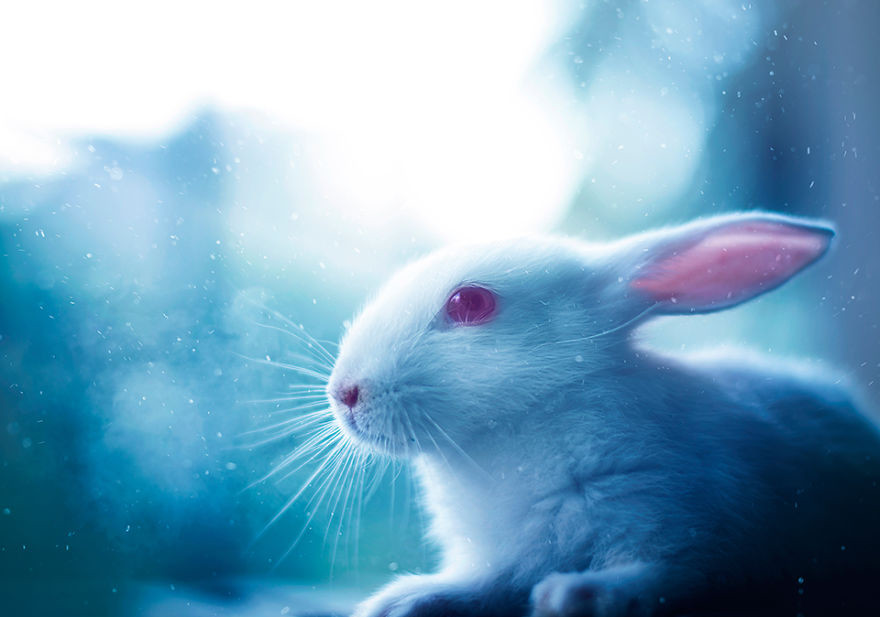 Portrait of an adorable rabbits