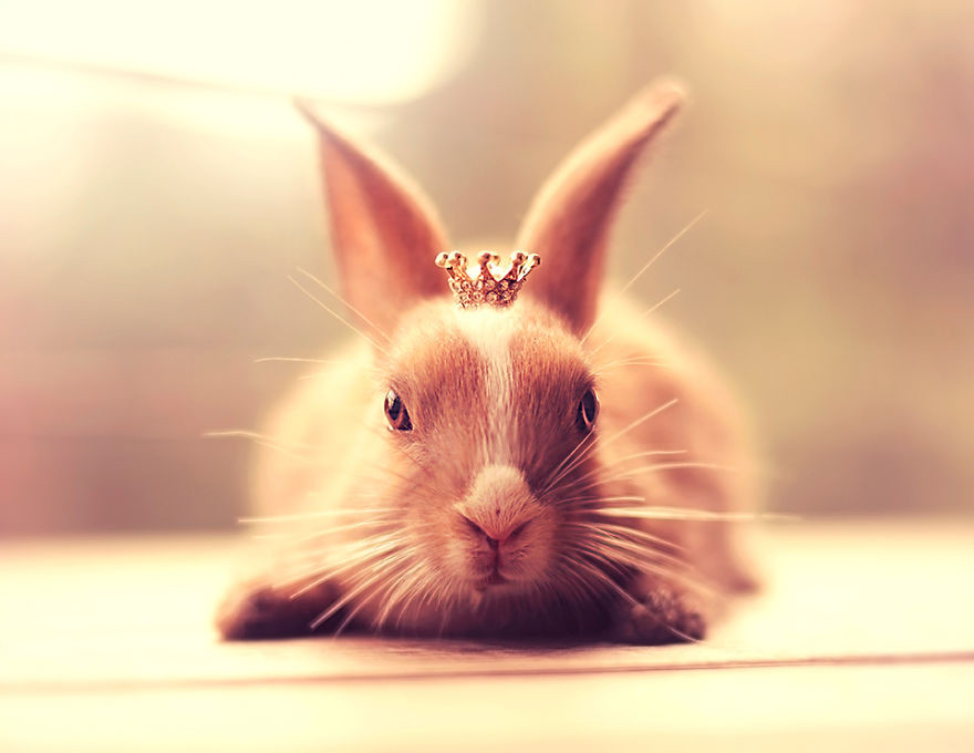 Portrait of an adorable rabbits