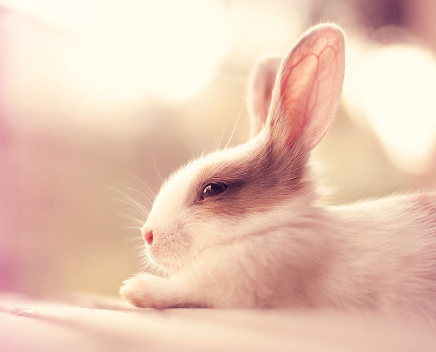 Portrait of an adorable rabbits