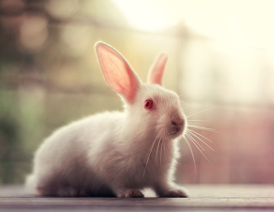 Portrait of an adorable rabbits