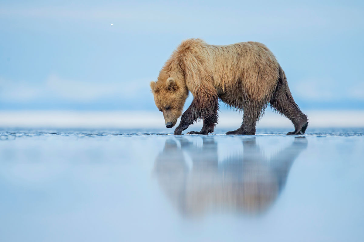 Smithsonian Photo Contest paradoxoff