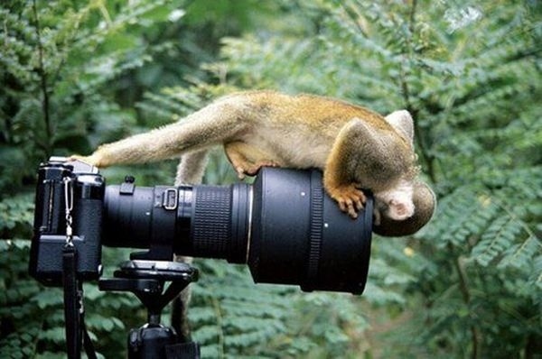 11 cute images of animals like taking photos