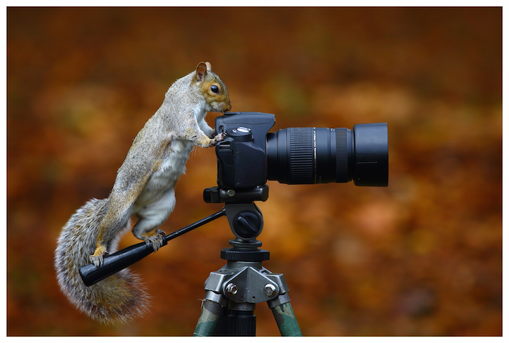 11 cute images of animals like taking photos