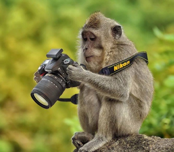 11 cute images of animals like taking photos