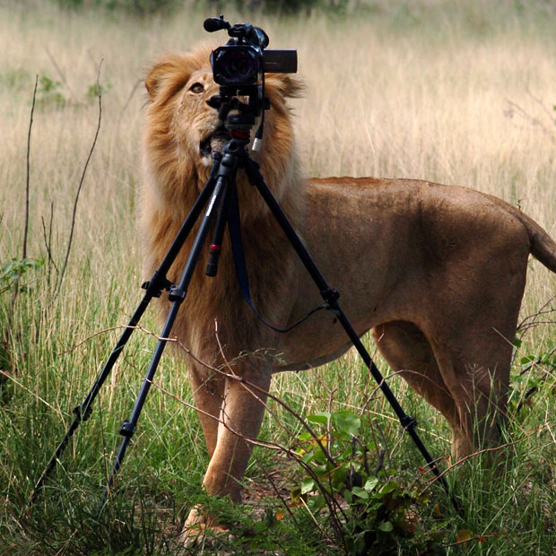 11 cute images of animals like taking photos