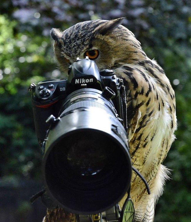 11 cute images of animals like taking photos