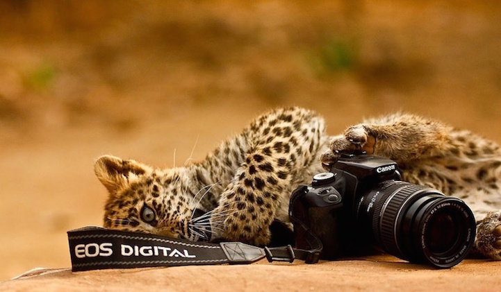 11 cute images of animals like taking photos