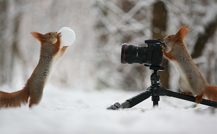 11 cute images of animals like taking photos