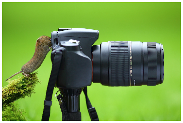 11 cute images of animals like taking photos