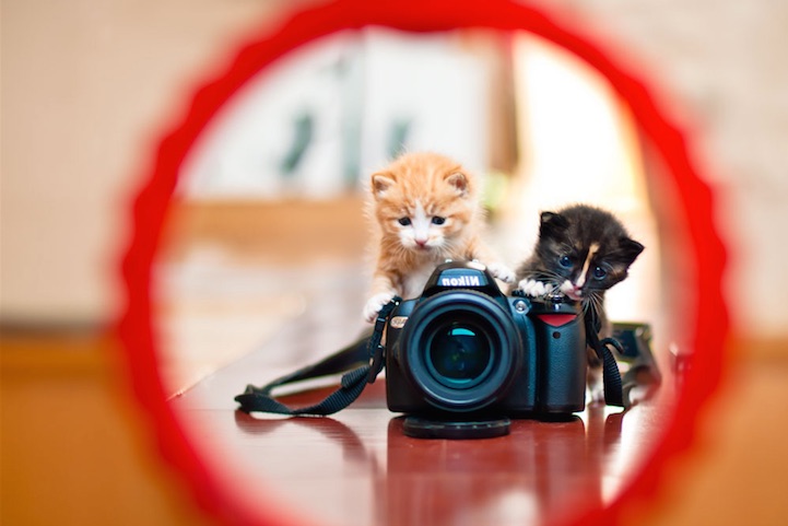 11 cute images of animals like taking photos