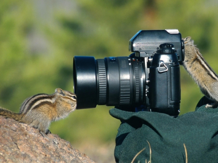 11 cute images of animals like taking photos