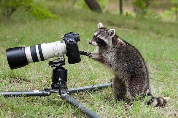 11 cute images of animals like taking photos