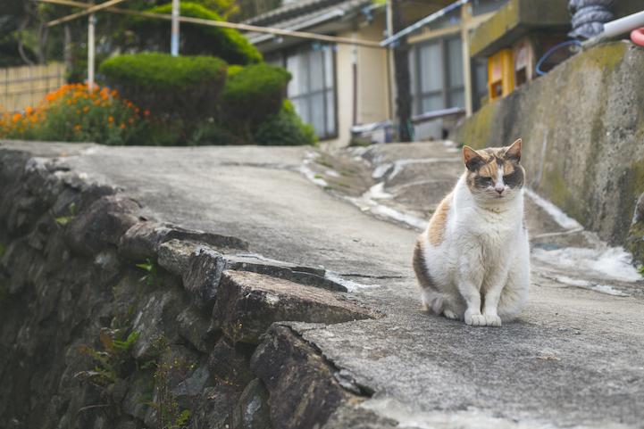 Tashirojima- The Cat Island