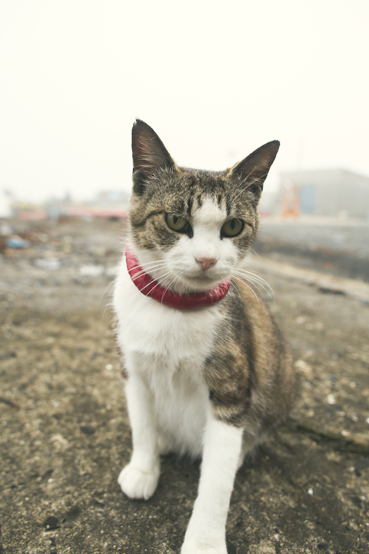 Tashirojima- The Cat Island