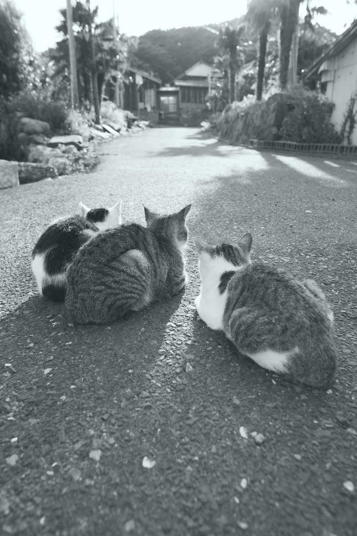 Tashirojima- The Cat Island