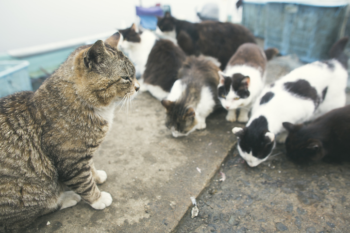 Tashirojima- The Cat Island