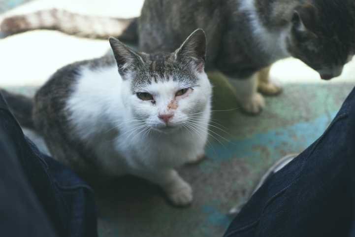 Tashirojima- The Cat Island