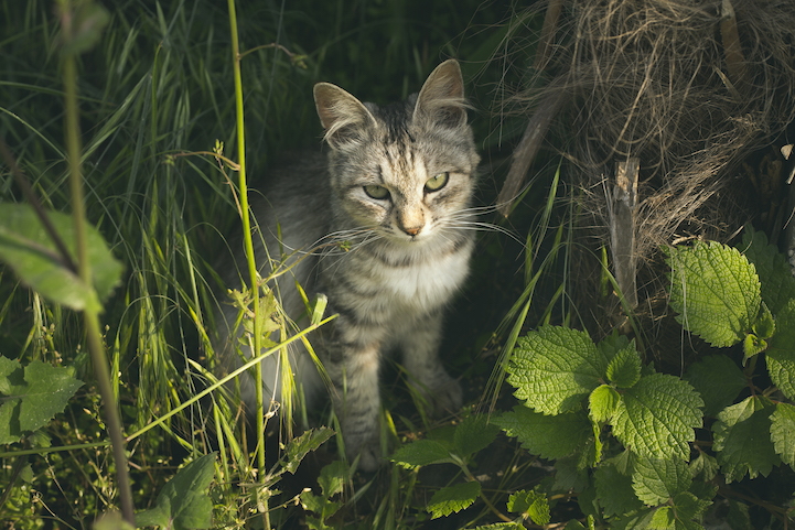 Tashirojima- The Cat Island