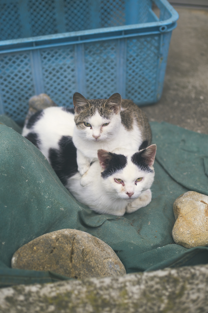 Tashirojima- The Cat Island