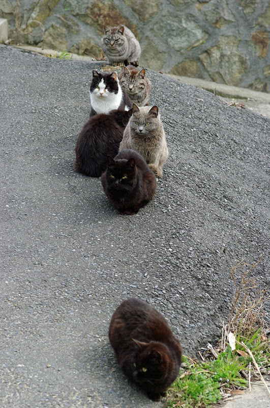 Tashirojima- The Cat Island