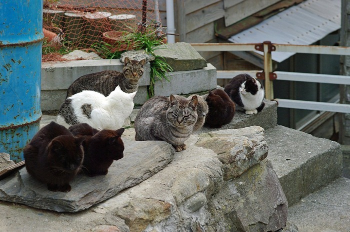 Tashirojima- The Cat Island