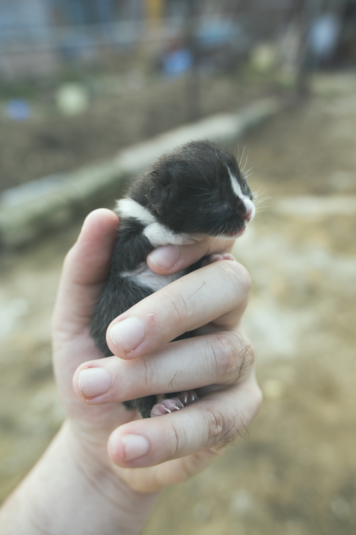 Tashirojima- The Cat Island