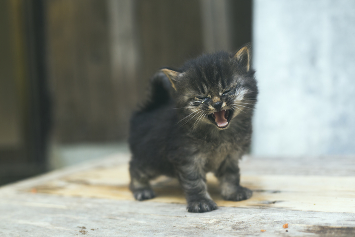 Tashirojima- The Cat Island