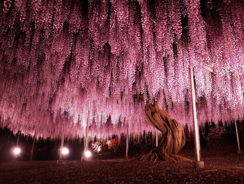 Old-Japanese-wisteria-1