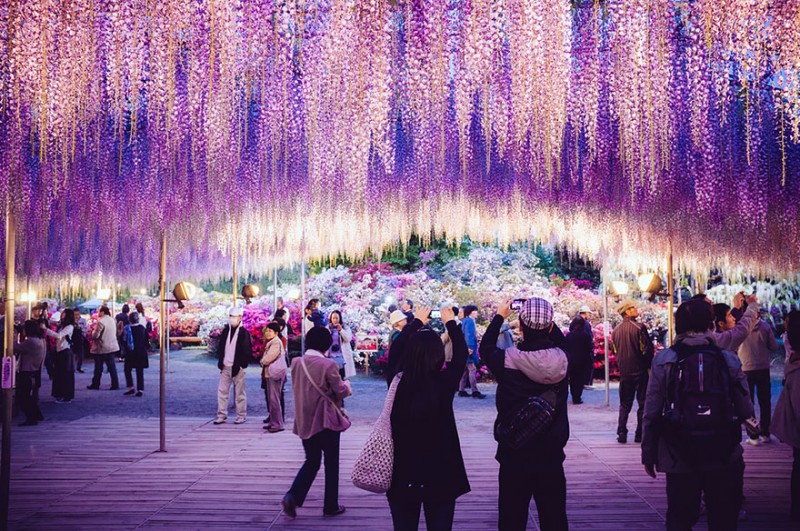 Old-Japanese-wisteria-6