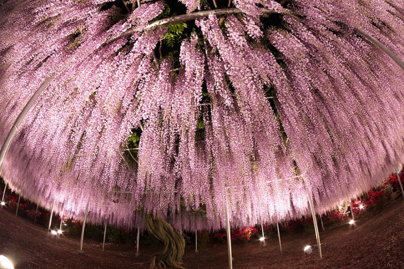 Old-Japanese-wisteria-9