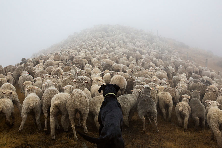 The world’s hardest working dogs