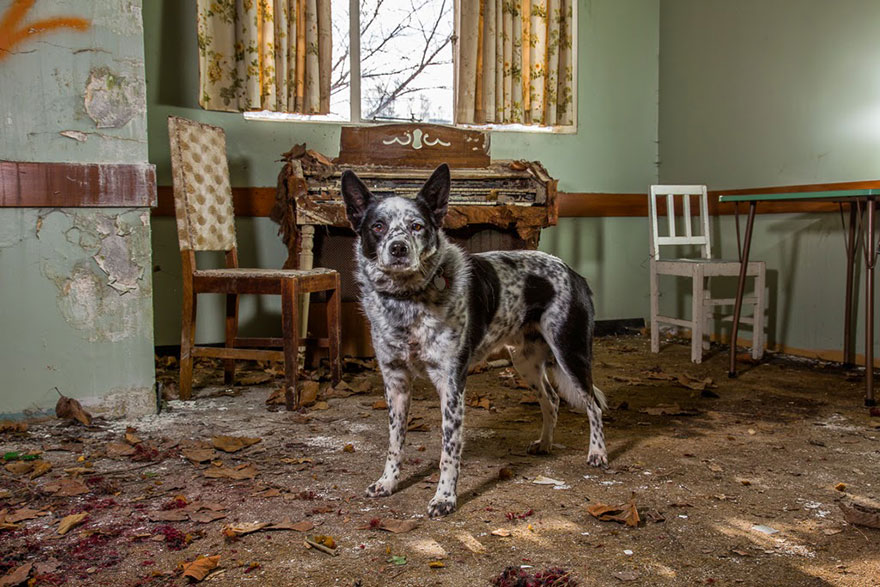 The world’s hardest working dogs