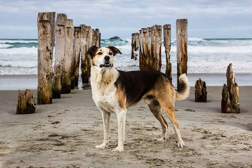 The world’s hardest working dogs