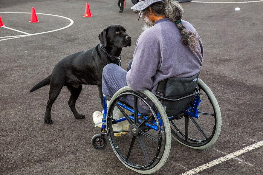 The world’s hardest working dogs