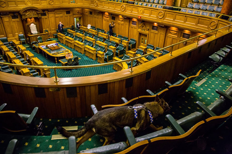 The world’s hardest working dogs