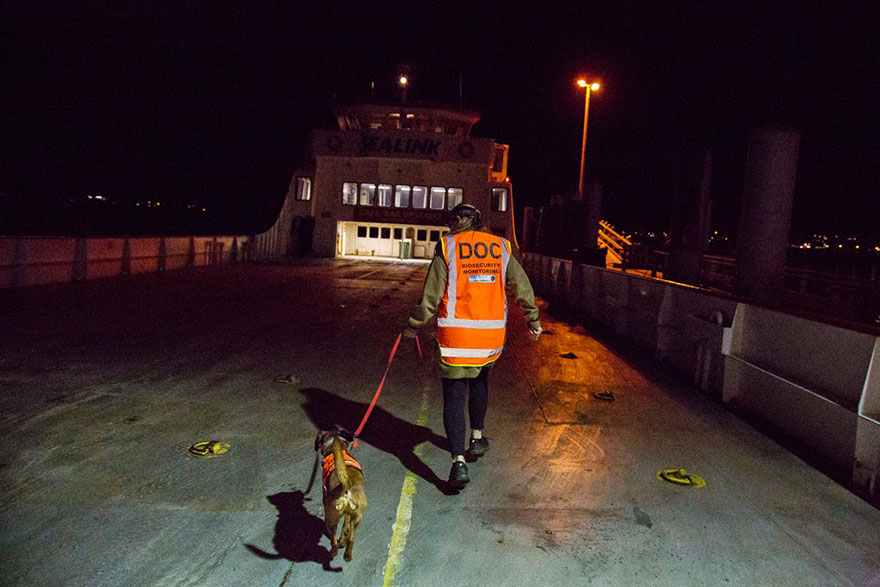 The world’s hardest working dogs