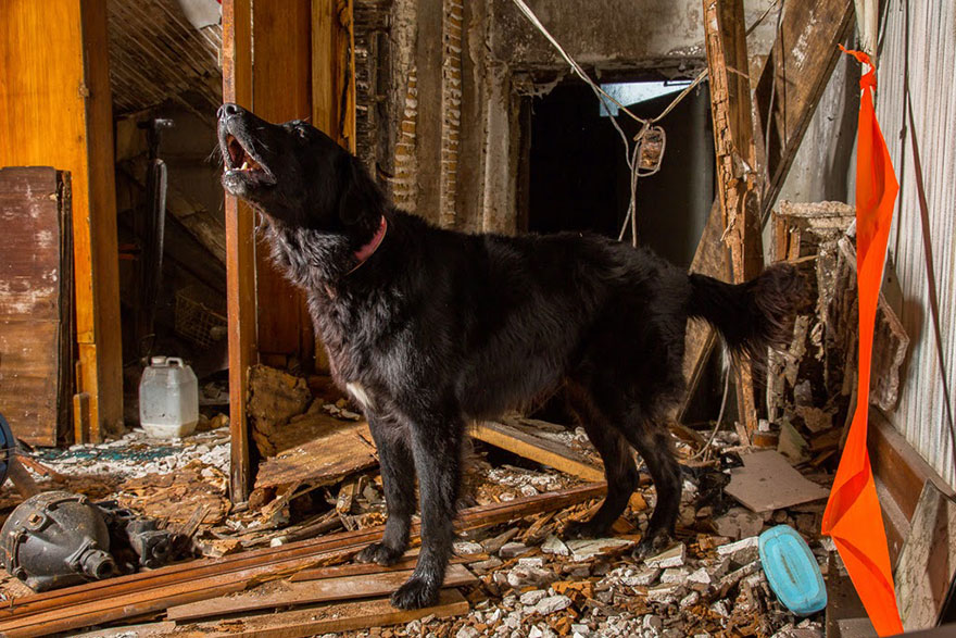 The world’s hardest working dogs