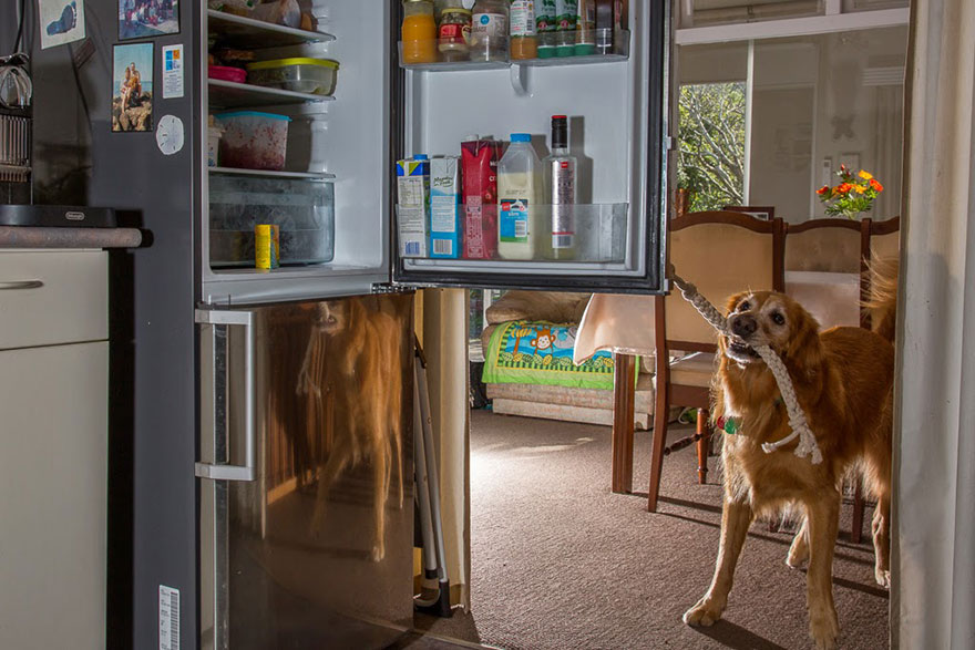 The world’s hardest working dogs