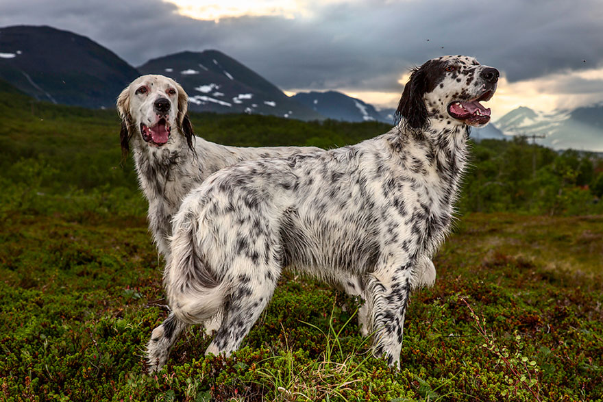 The world’s hardest working dogs