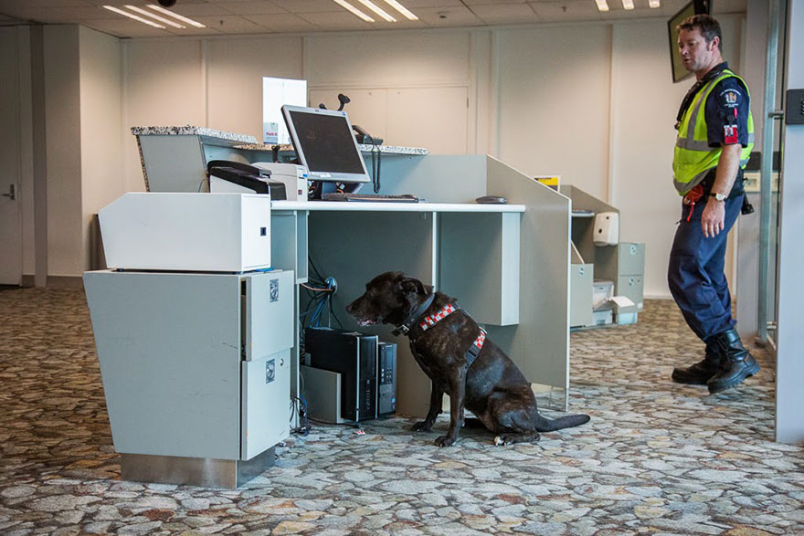 The world’s hardest working dogs